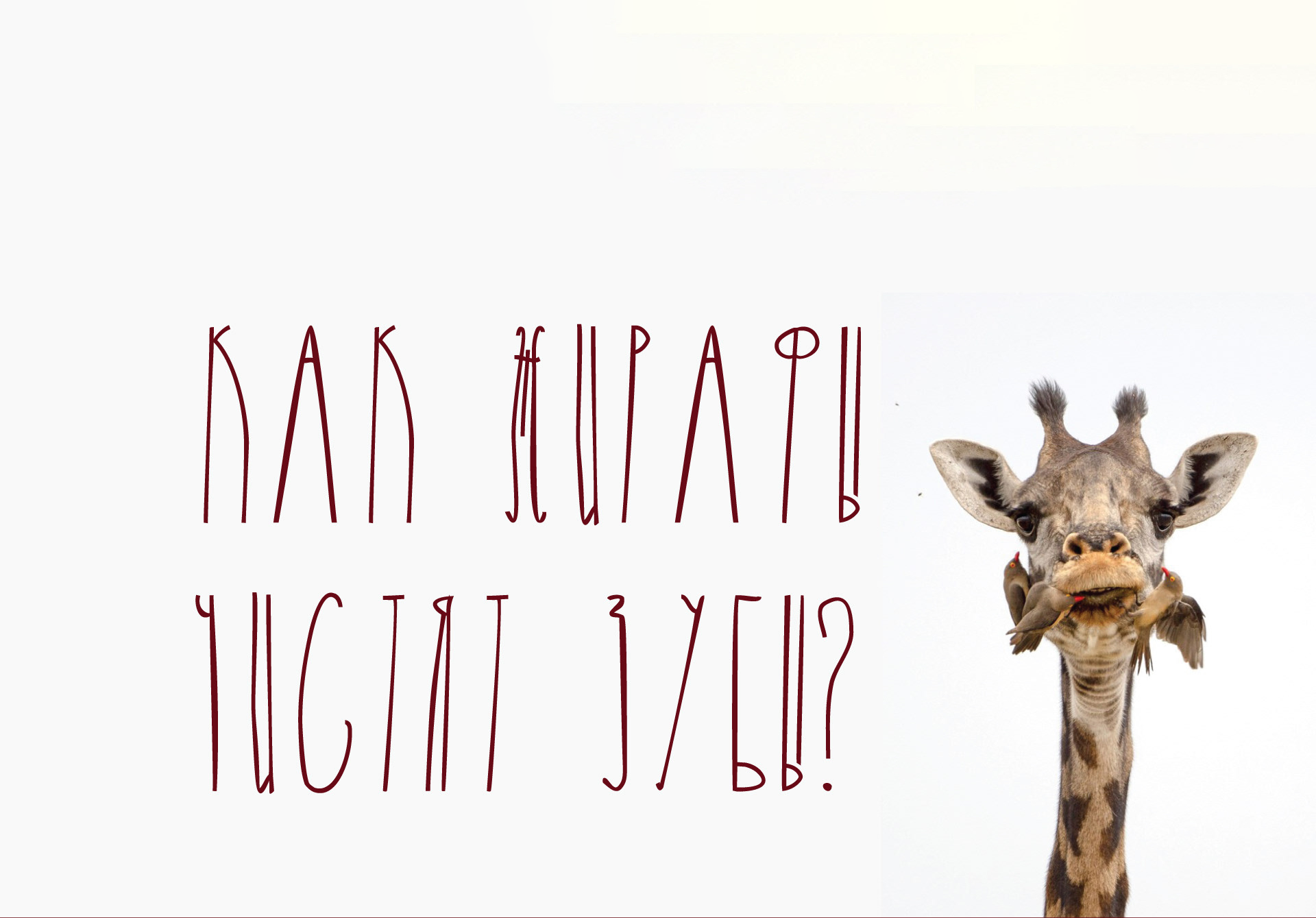 Beispiel einer Giraffe-Schriftart #4